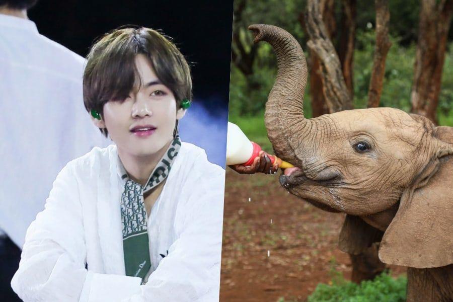 Baby Elephant adopté au nom de V de BTS s'adapte bien à sa nouvelle maison