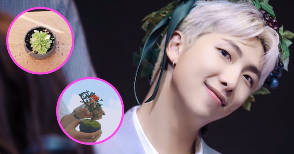 Rencontrez la petite famille de plantes et plantes succulentes de BTS RM - Oui, il nomme ses plantes