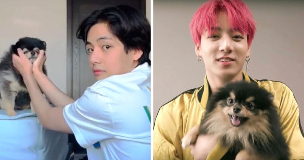 10 fois où Yeontan, le chien de BTS V, a eu plus de chance que nous