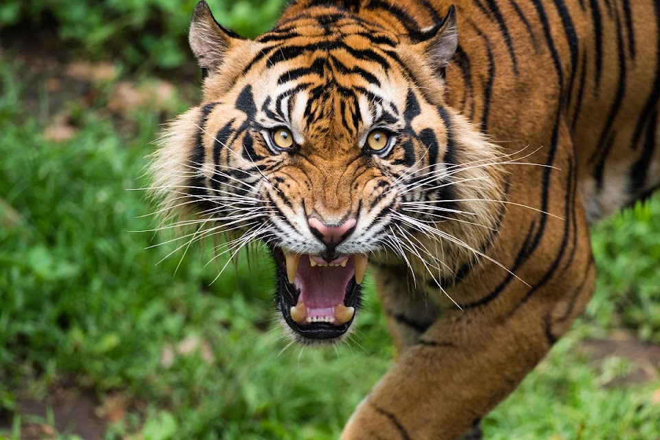 internationaltigerproject