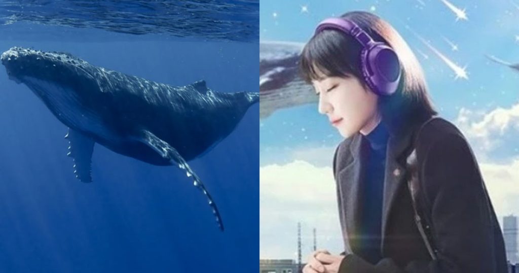 "Whalien 52" et "Extraordinary Attorney Woo" de BTS représentent les espèces de baleines les plus solitaires sur Terre - mais la recherche montre que la baleine n'est plus seule
