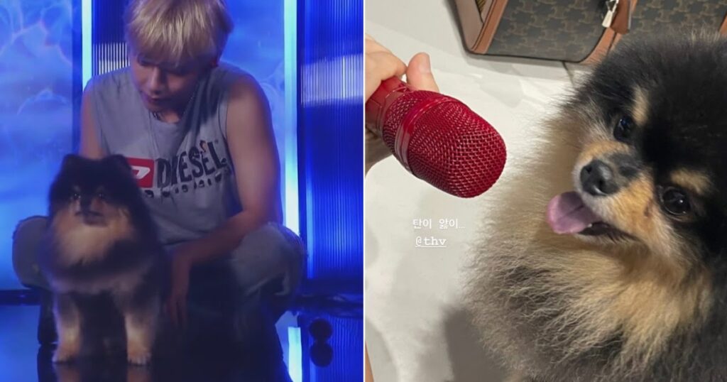 9 réactions hilarantes aux débuts télévisés de Dog Yeontan de BTS V